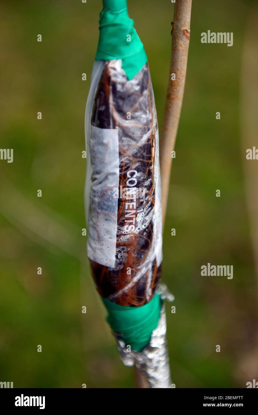 air layering,air rooting,propagation,propagating tree,trees,root
