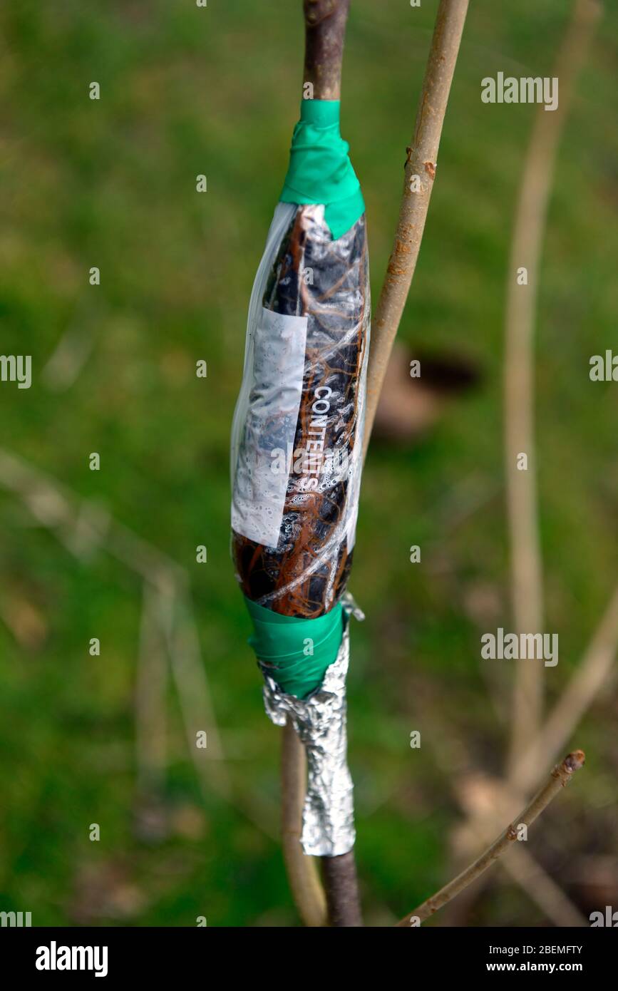 air layering,air rooting,propagation,propagating tree,trees,root,rooting,simple method,plastic bag,root,roots,rooting,formation,forming,cheap easy met Stock Photo