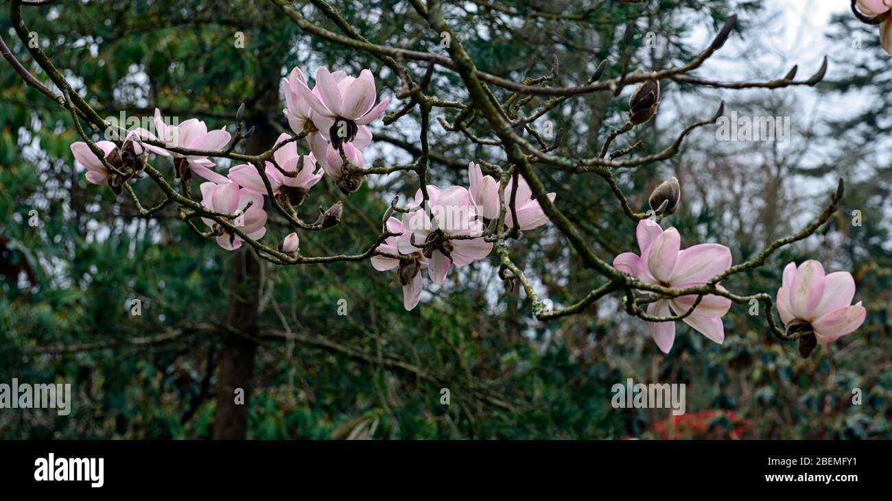 Magnolia campbellii, Campbell's magnolia,large soft pink flowers,flowering,spring garden,RM Floral Stock Photo