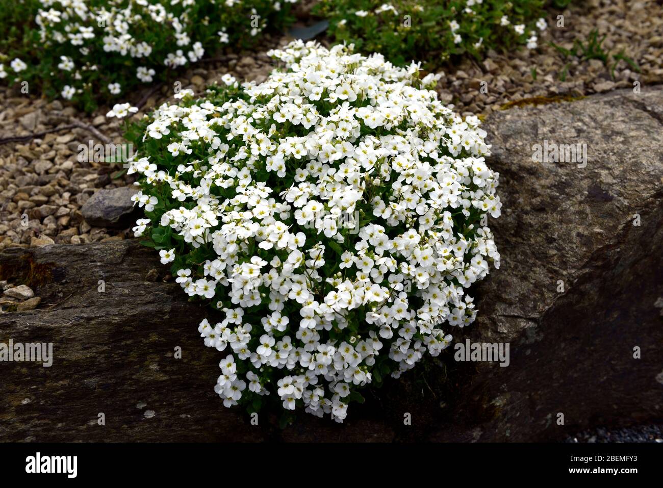 arabis caucasica snowcap,raised bed,rock cress,white flowers,flowering,alpine,alpine plant,alpines,well drained,drainage,rock garden,RM Floral Stock Photo