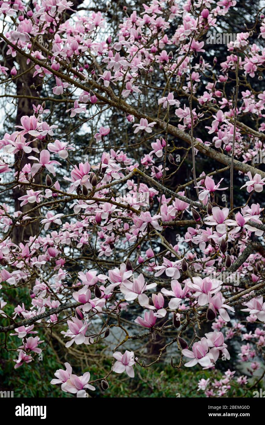 Magnolia campbellii Mount Congreve seedling, Campbell's magnolia,large soft pink flowers,flowering,spring garden,RM Floral Stock Photo