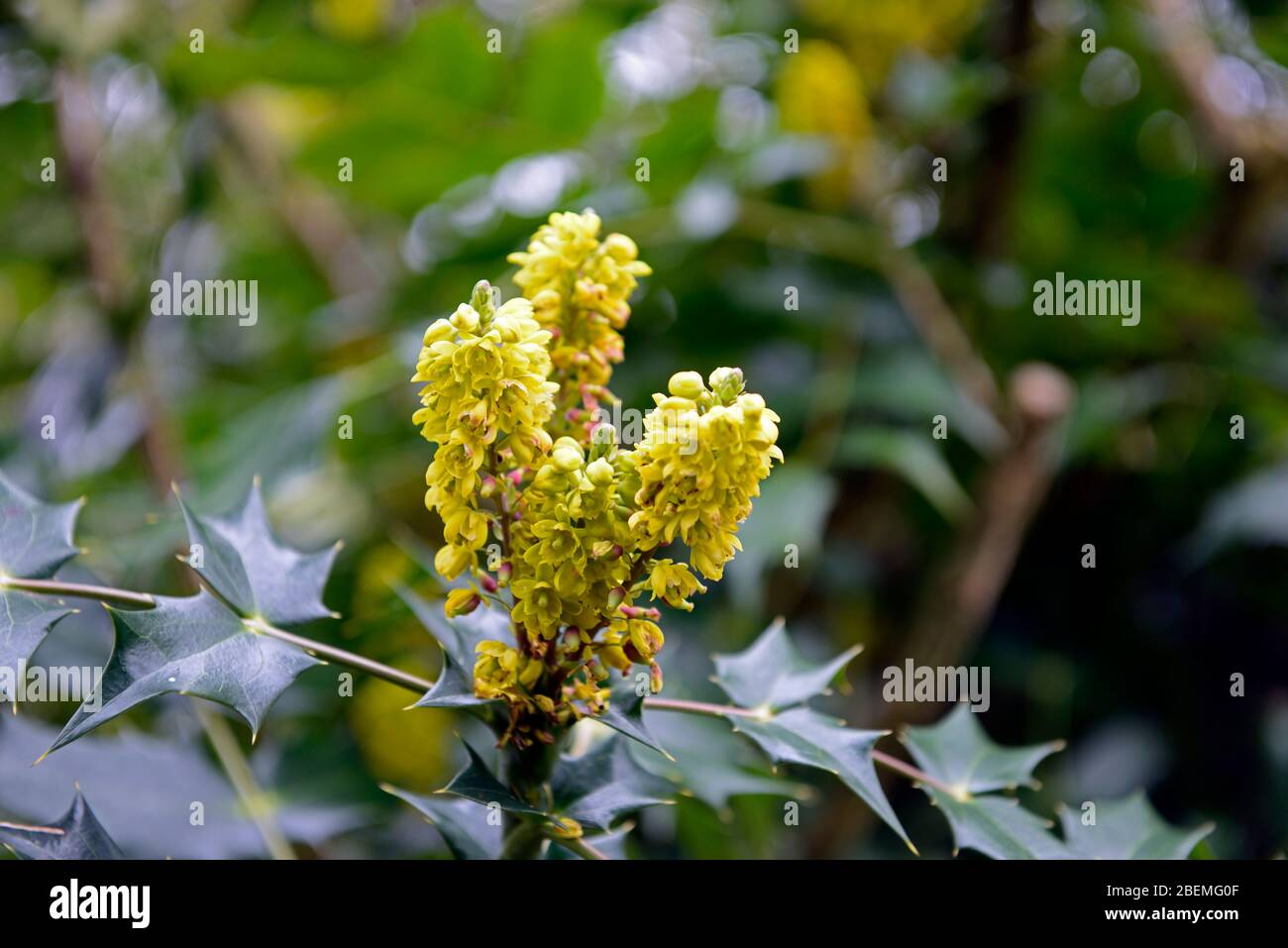 mahonia japonica x napaulensis,yellow flowers,flowering shrubs,evergreen leaves,foliage,scented,fragrant,spring garden,RM Floral Stock Photo