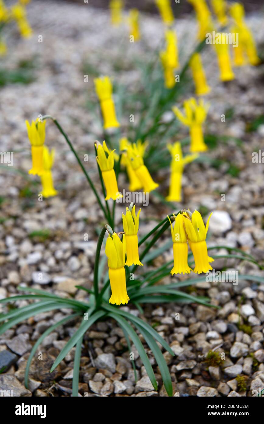 Narcissus cyclamineus,cyclamen-flowered daffodil,species daffodil,yellow flowers,flowering,spring,reflexed petals,reflex,petals,RM Floral Stock Photo