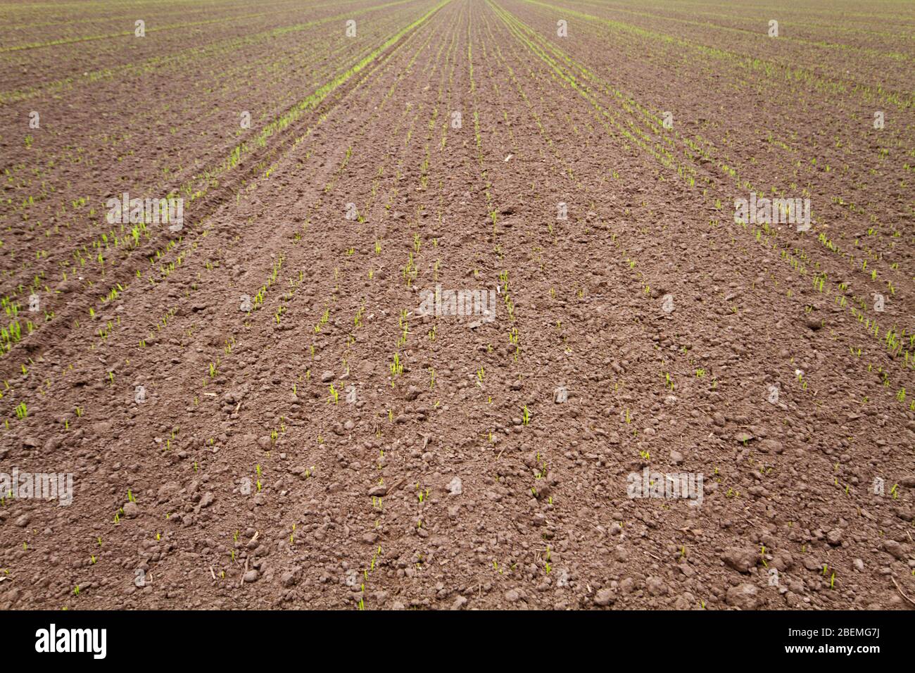 Young corn plants, just germinated, growing in rows on a field with fertile soil Stock Photo