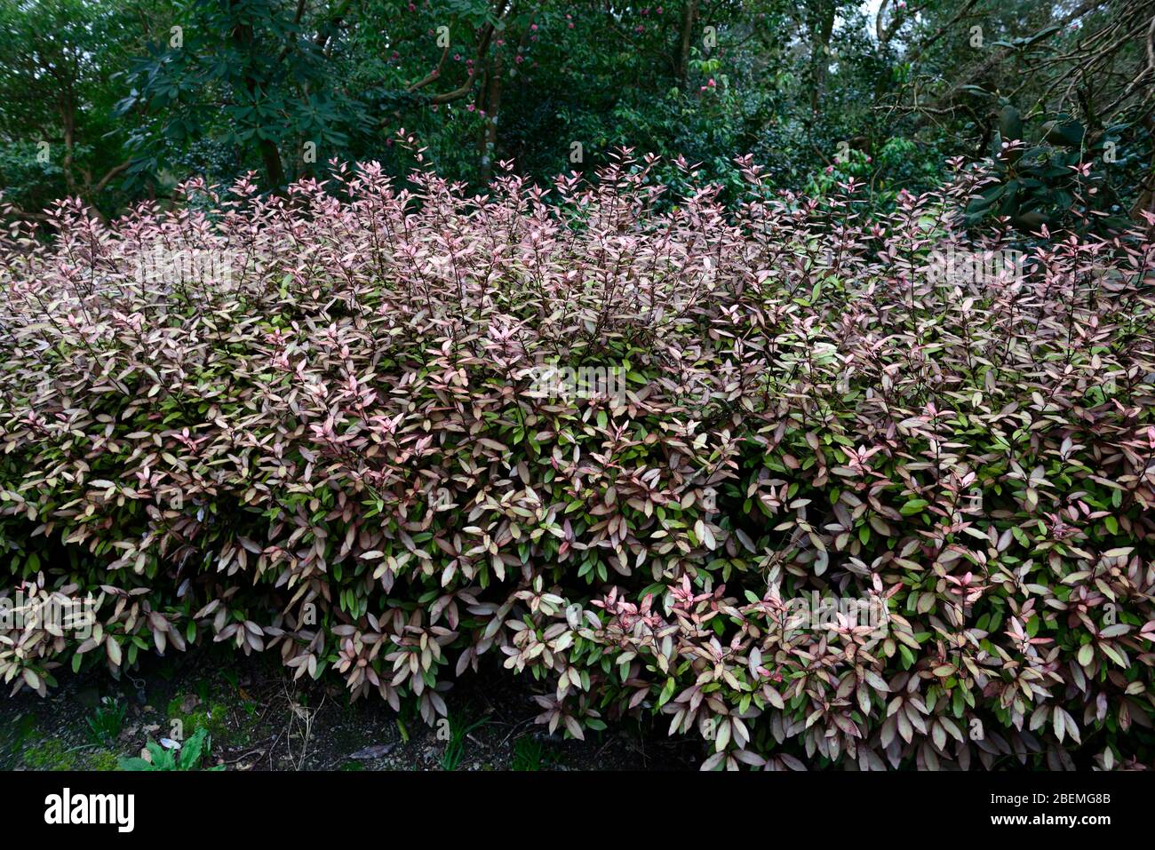 pseudowintera colorata marjorie congreve,olive yellow pink edged
