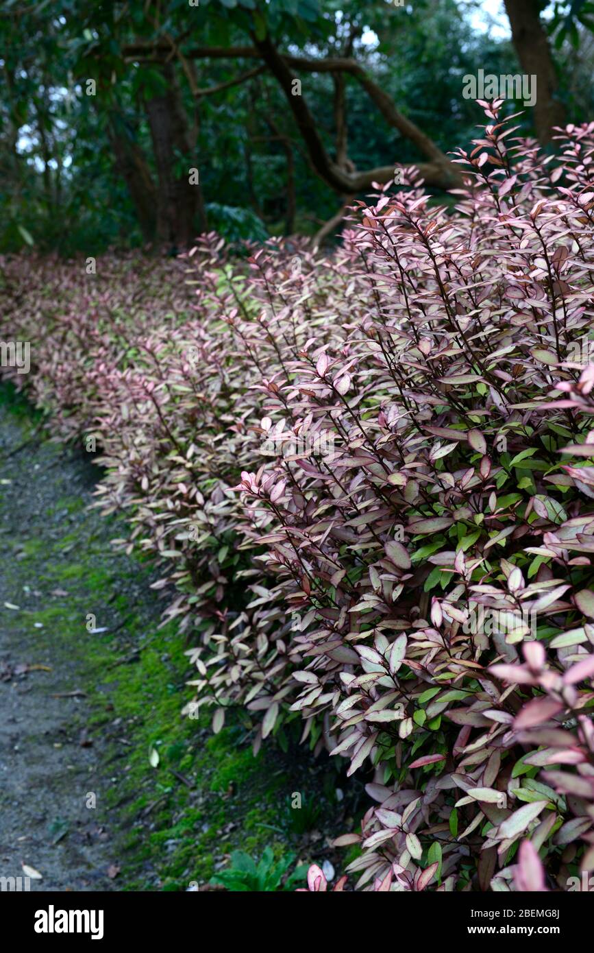 pseudowintera colorata marjorie congreve,olive yellow pink edged