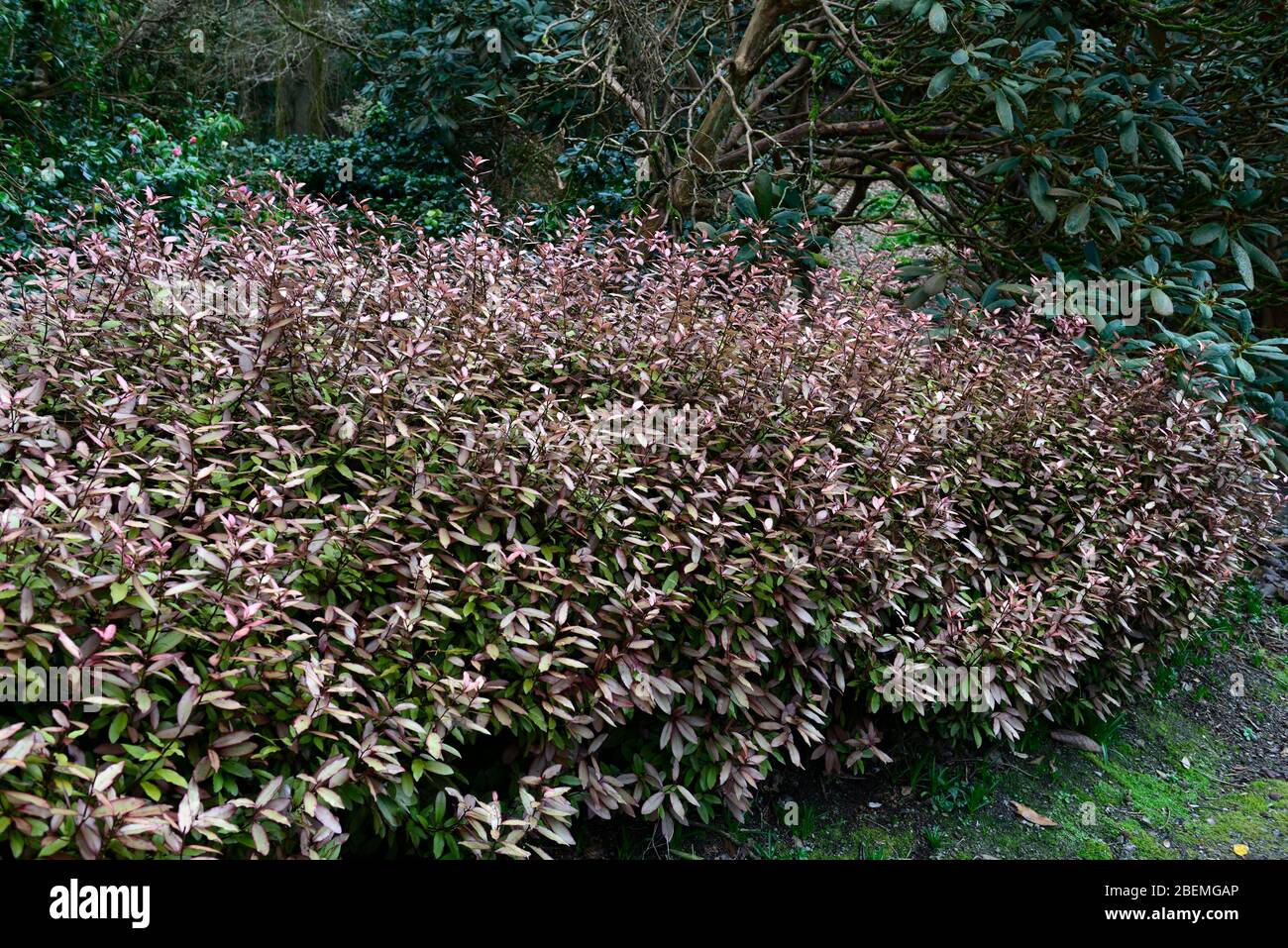 pseudowintera colorata marjorie congreve,olive yellow pink edged