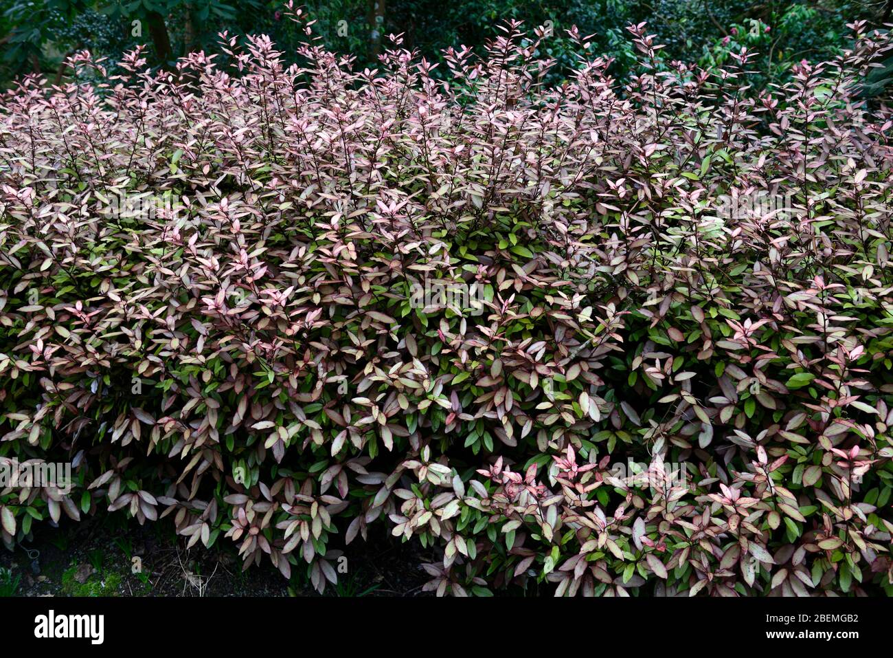 pseudowintera colorata marjorie congreve,olive yellow pink edged