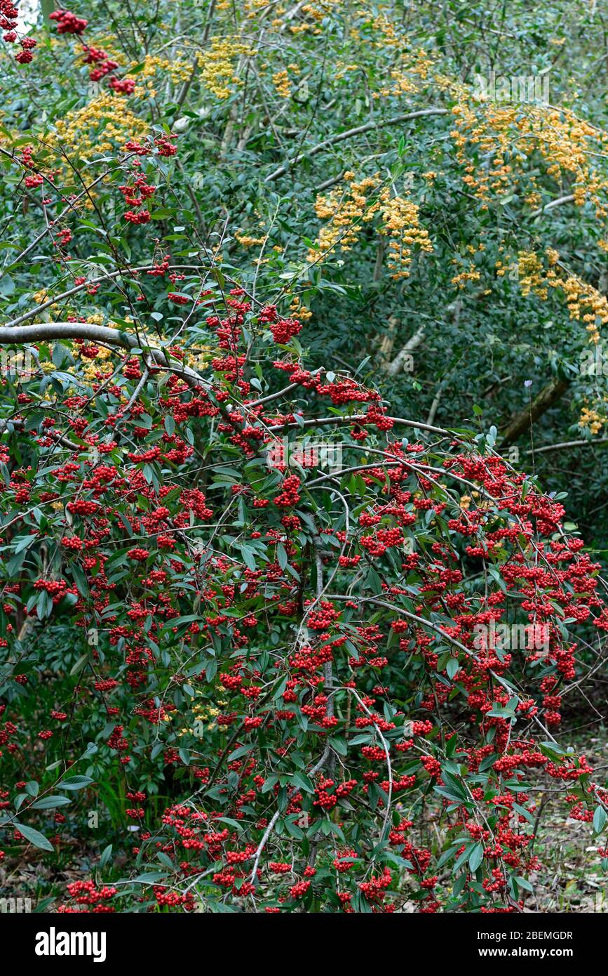 scarlet red flowers,flowering,spring garden,RM Floral,Cotoneaster salicifolius,Weeping Cotoneaster,Hybridus Pendulus,red berries,red fruit,fruits,wint Stock Photo