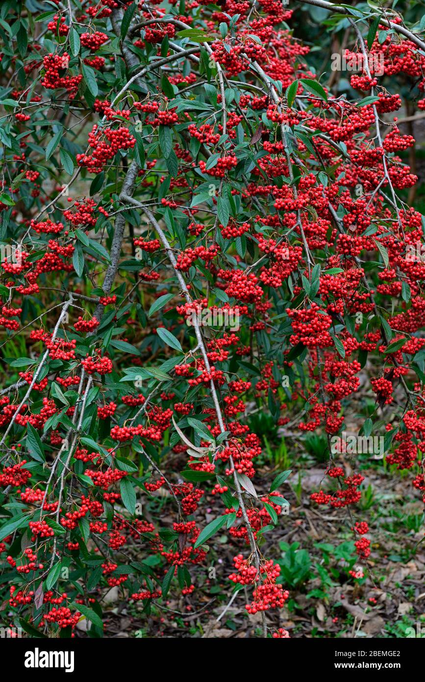 scarlet red berries,flowering,spring garden,RM Floral,Cotoneaster salicifolius,Weeping Cotoneaster,Hybridus Pendulus,red berries,red fruit,fruits,wint Stock Photo