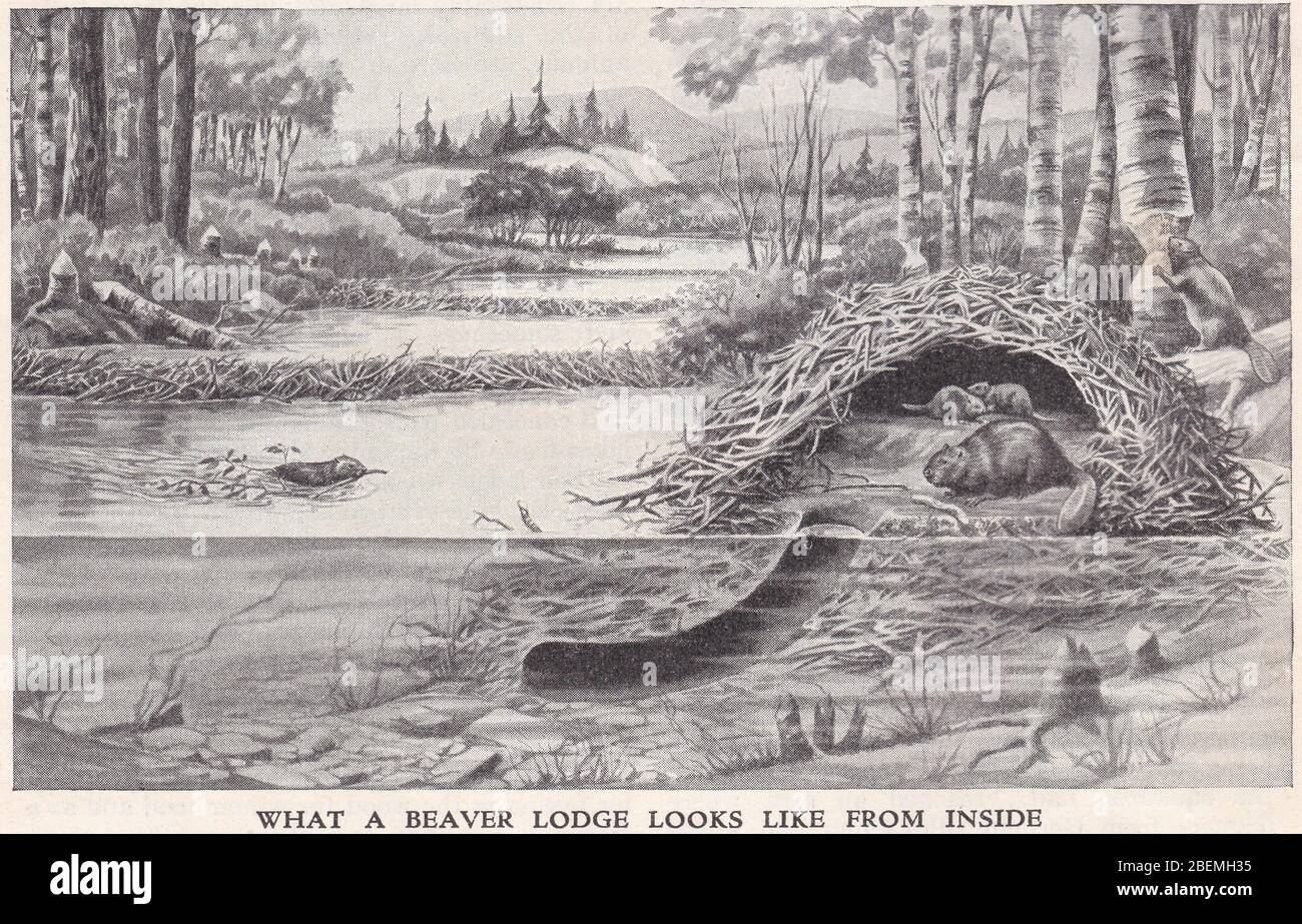 Vintage 1930s Artist Impression Drawing Of What A Beaver Lodge Looks Vintage 1930s Artist Impression Drawing Of What A Beaver Lodge Looks