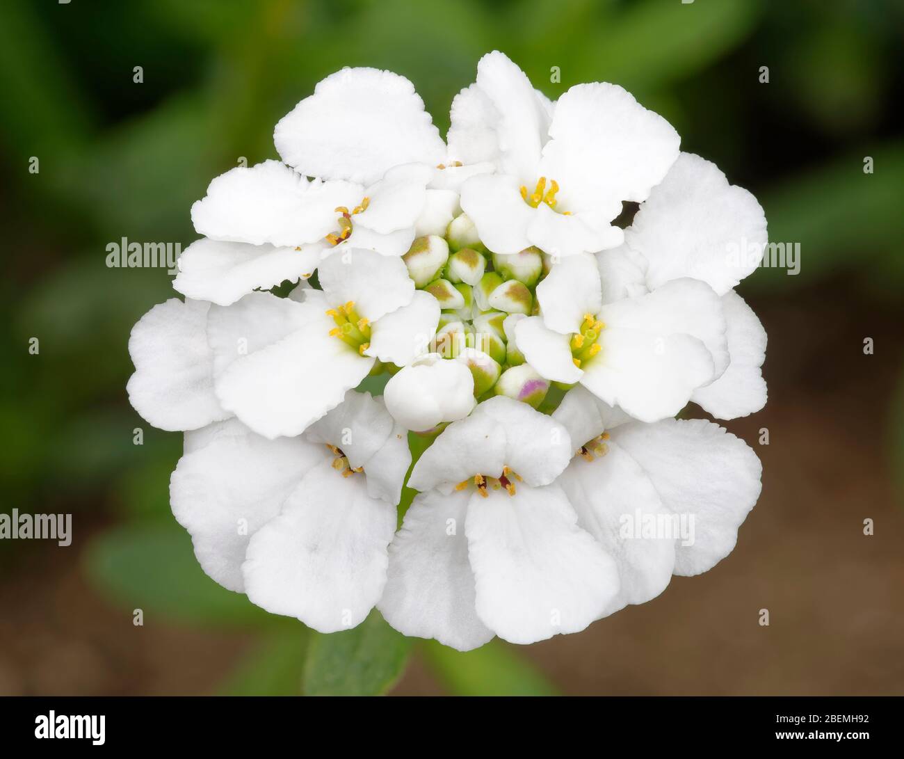 Perennial or Evergreen Candytuft - Iberis sempervirens  Closeup of flower Stock Photo