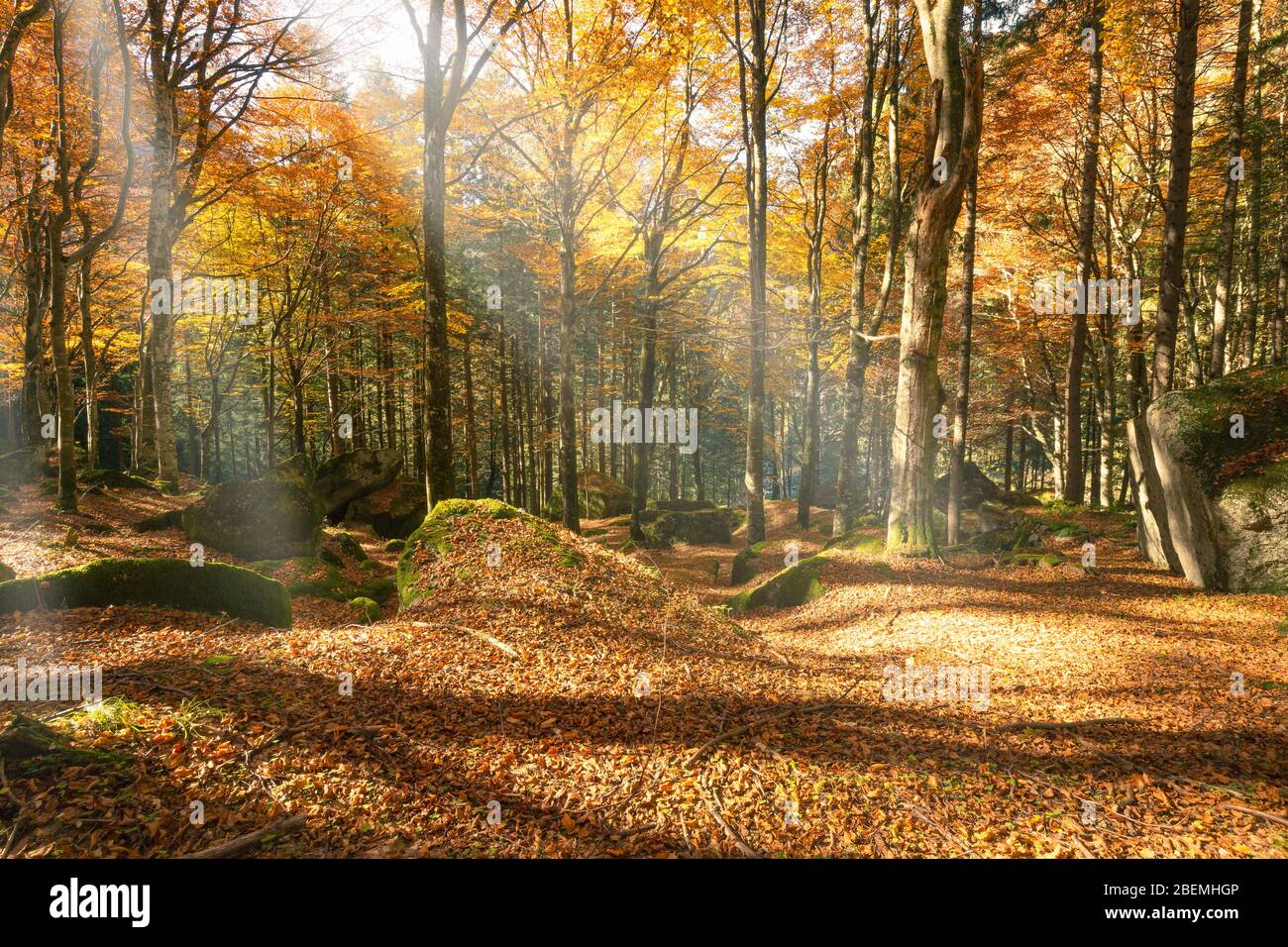 forest-with-autumn-sun-rays-stock-photo-alamy