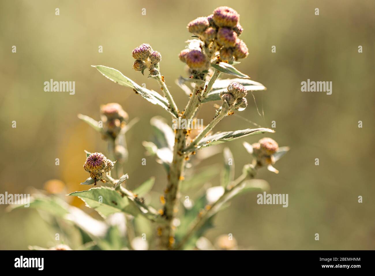 Ants are social insects. Ants covered the plant. Ants on the plant close up. Belarus, nature summer background. Stock Photo