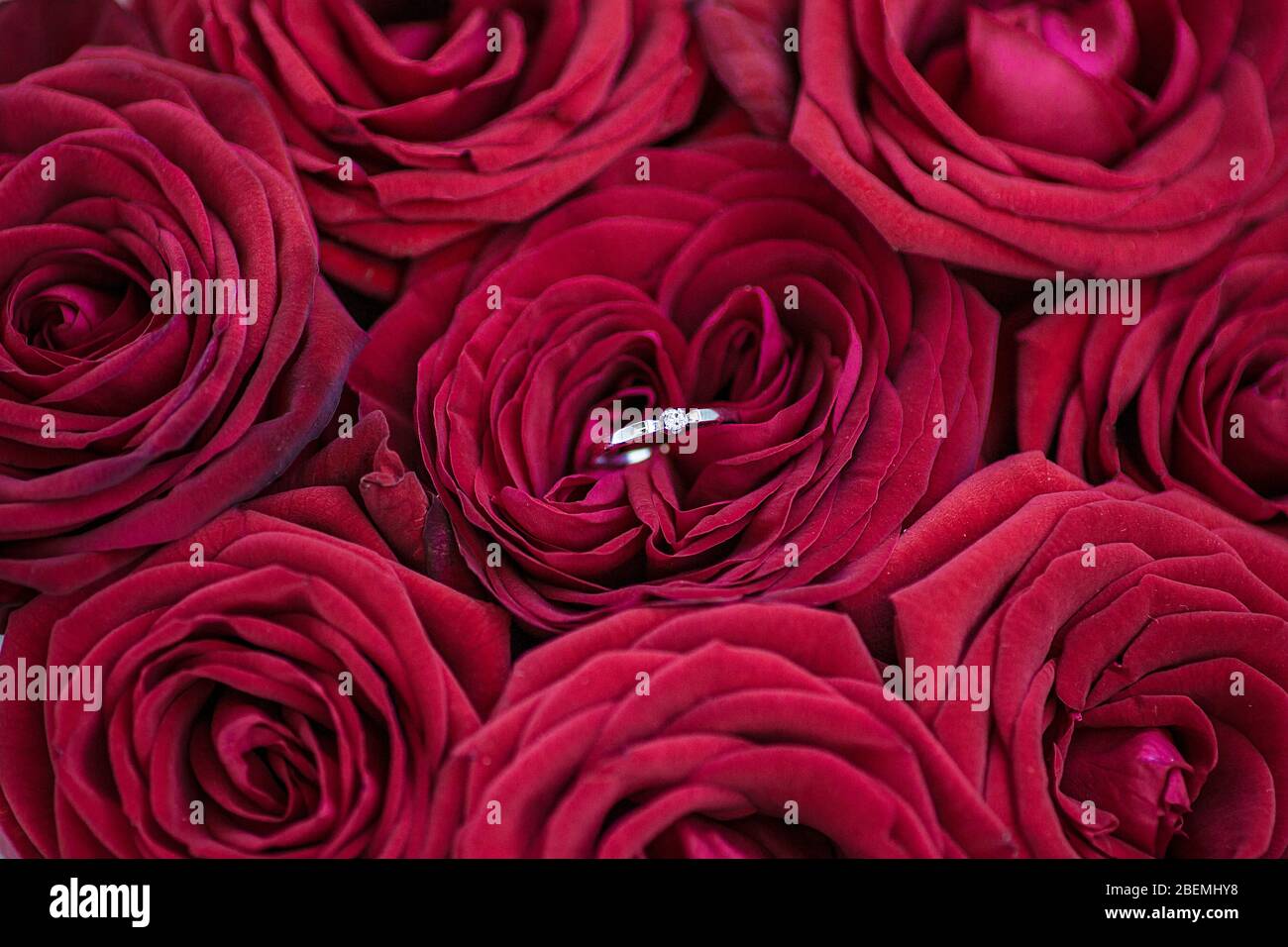 Red Roses Rng Beautiful engagement ring of white gold with a diamond on the red roses ...