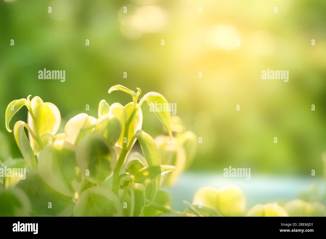 Close-up Peperomia green leaves in garden on natural background Stock Photo