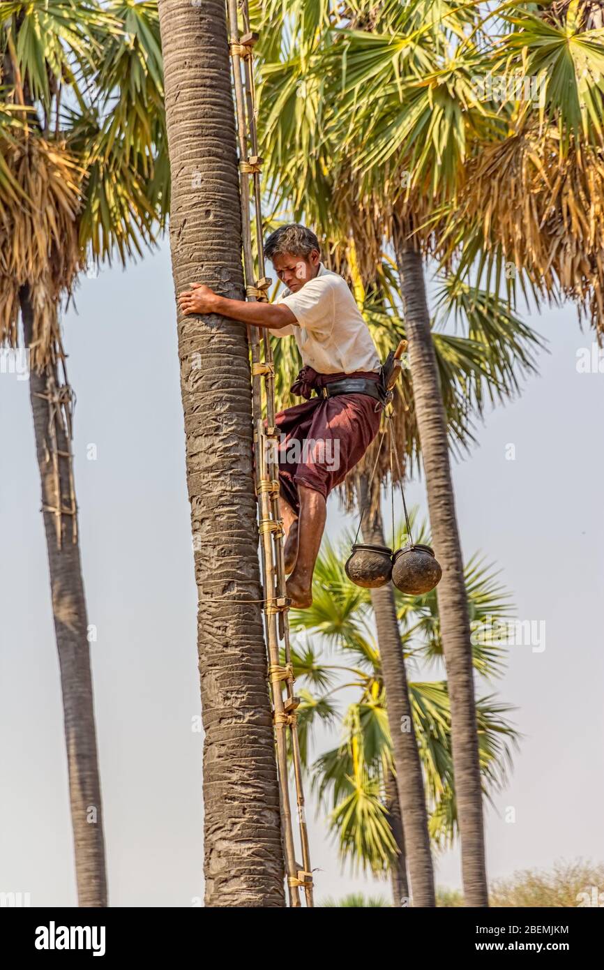 Coconut picker on a palm Stock Photo Alamy