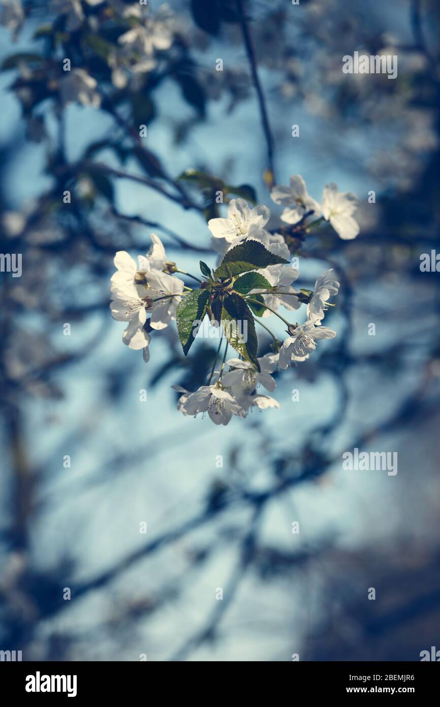 White fruit tree blooming period Stock Photo