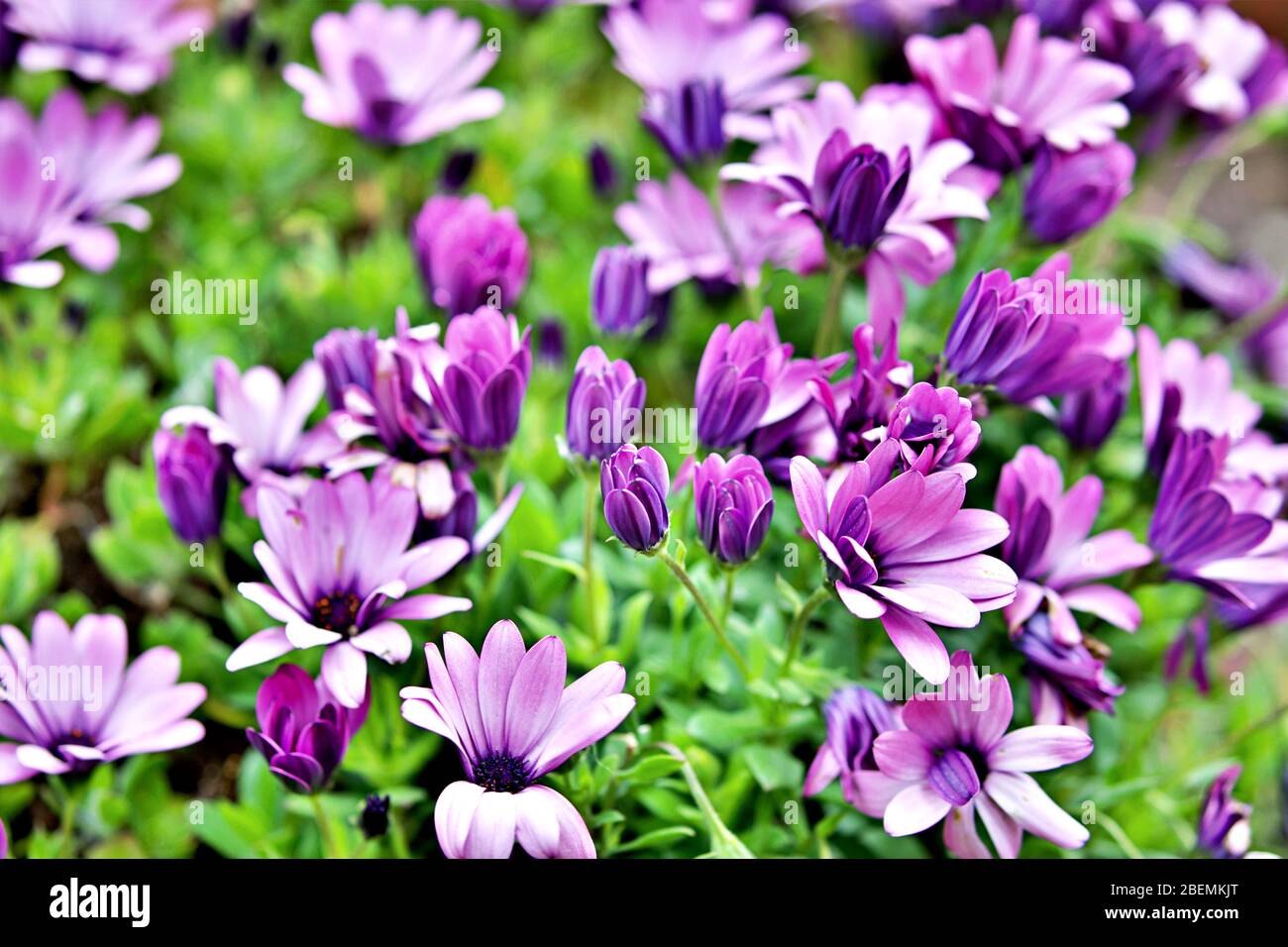 Purple bed hi-res stock photography and images - Alamy