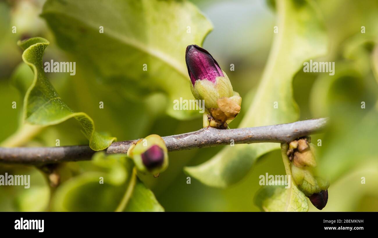 A macro shot of the flower bud of a pittosporum bush. Stock Photo
