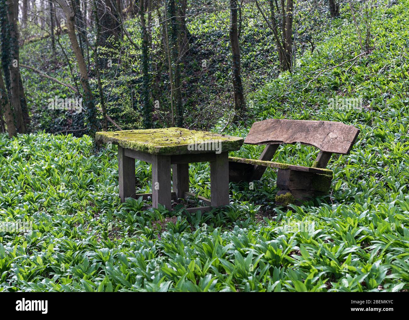 Moss covered table and wooden bench  for picnic or relaxation around the wild garlic plants in the forest. Stock Photo