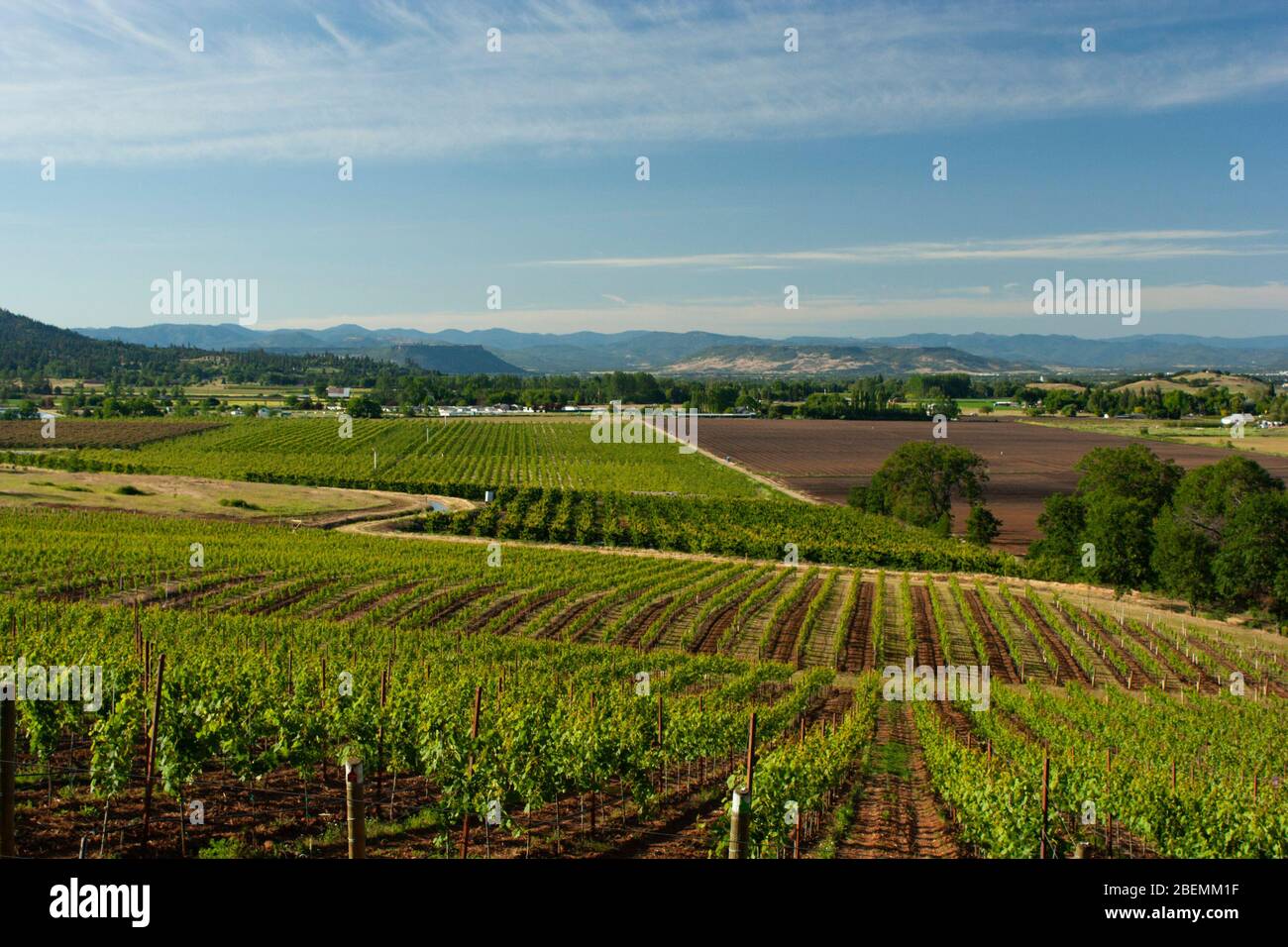 Rows of wine vines in a Rogue Valley AVA vineyard in Southern Oregon near Medford landscapes Stock Photo