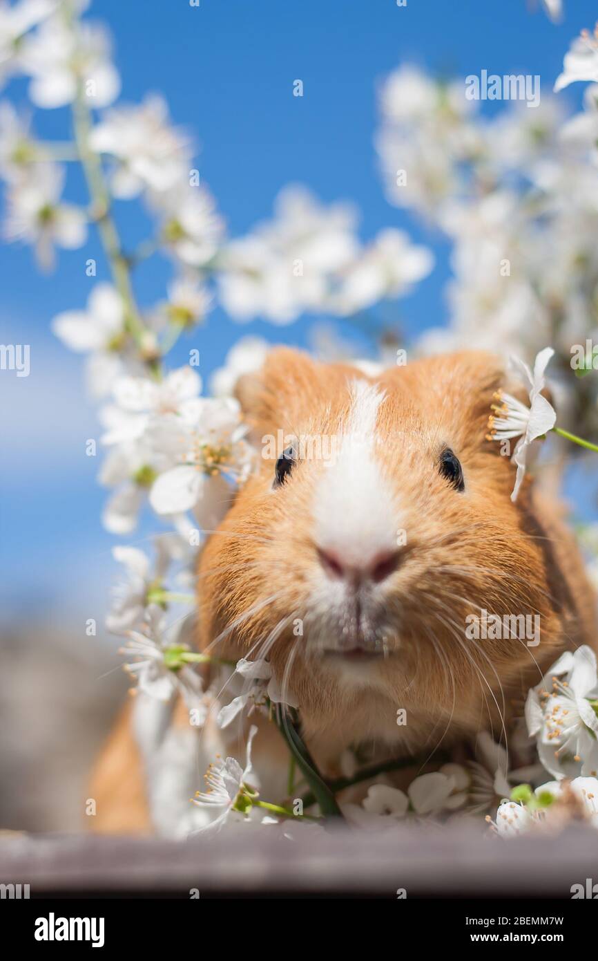 Guinea top pig cherry