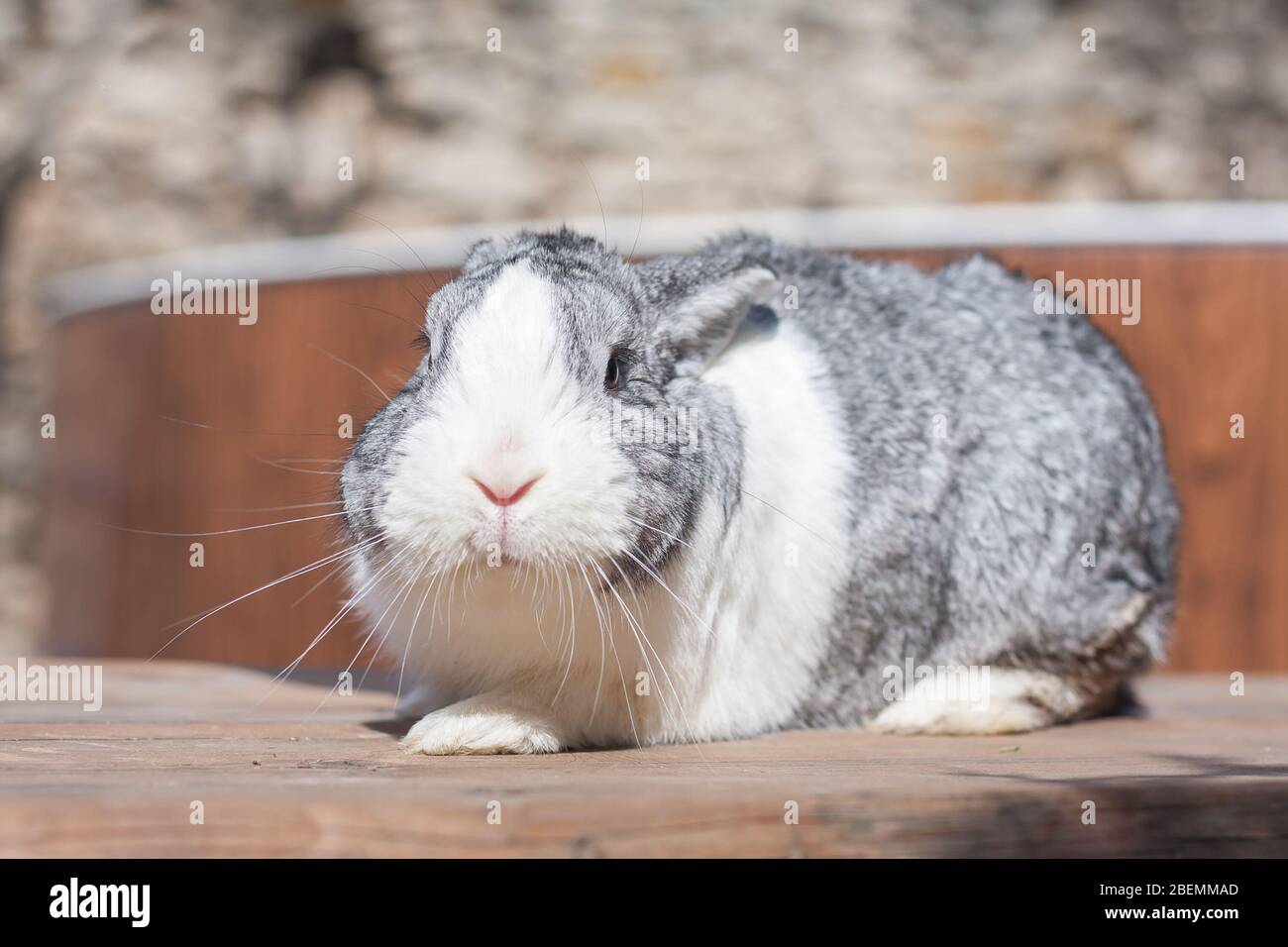 Full length adorable white and gray dutch rabbit bunny Stock Photo - Alamy