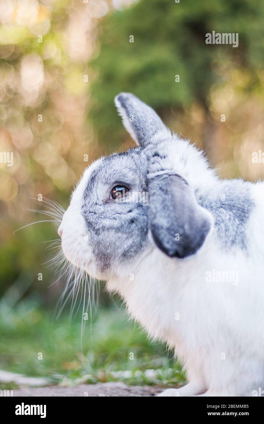 Portrait of a cute dutch rabbit, adorable bunny Stock Photo