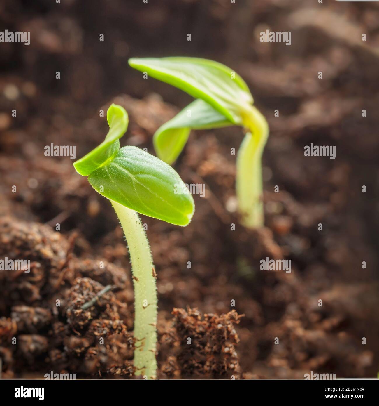 Spring seedling, grow of young green sprouts in soil with organic ...