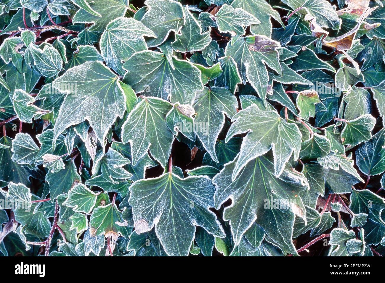 Frosty green ivy (Hedera) leaves in Winter, UK Stock Photo