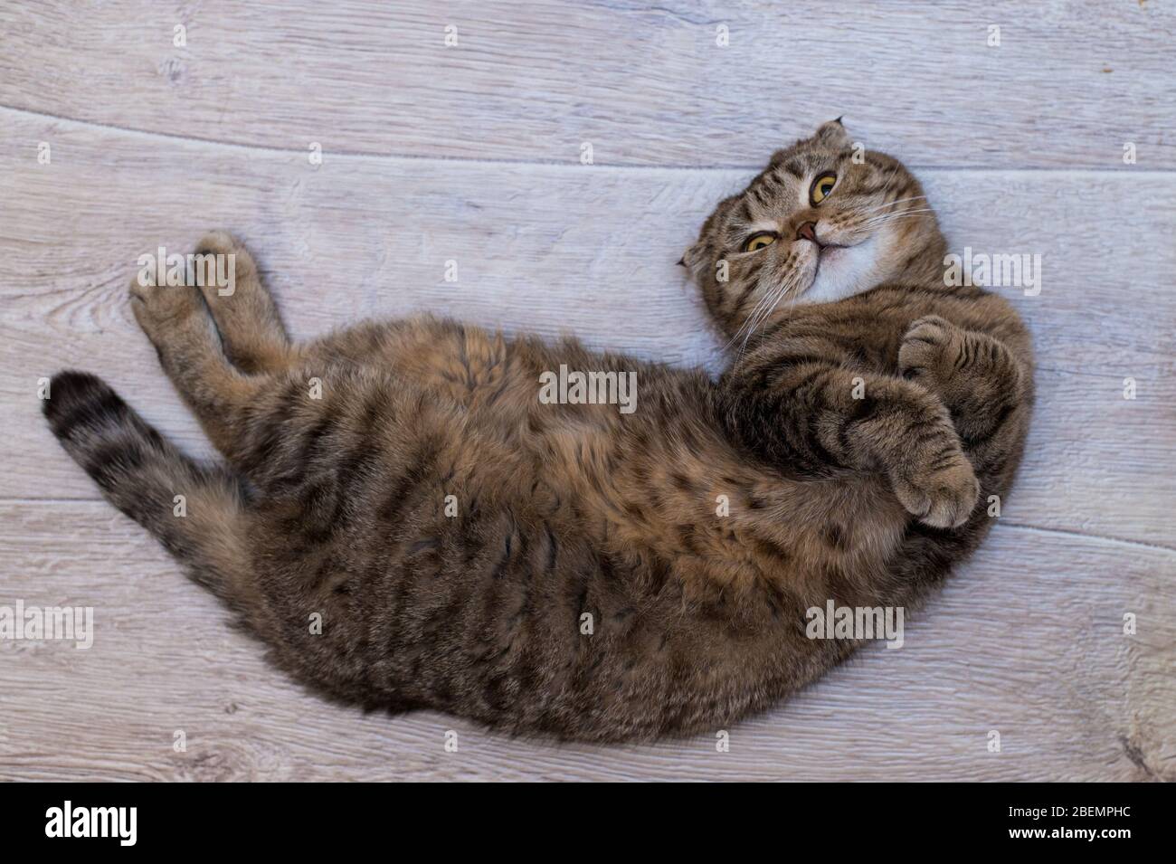Scottish Shorthair Hi Res Stock Photography And Images Alamy