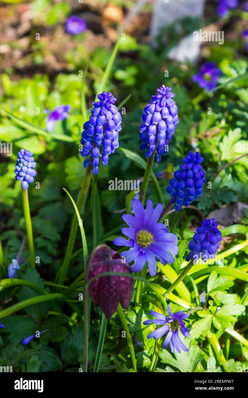 Blue Grape Hyacinths, Muscari, flowering in a mixed border in a garden iin Northern Ireland in early spring 2020 Stock Photo