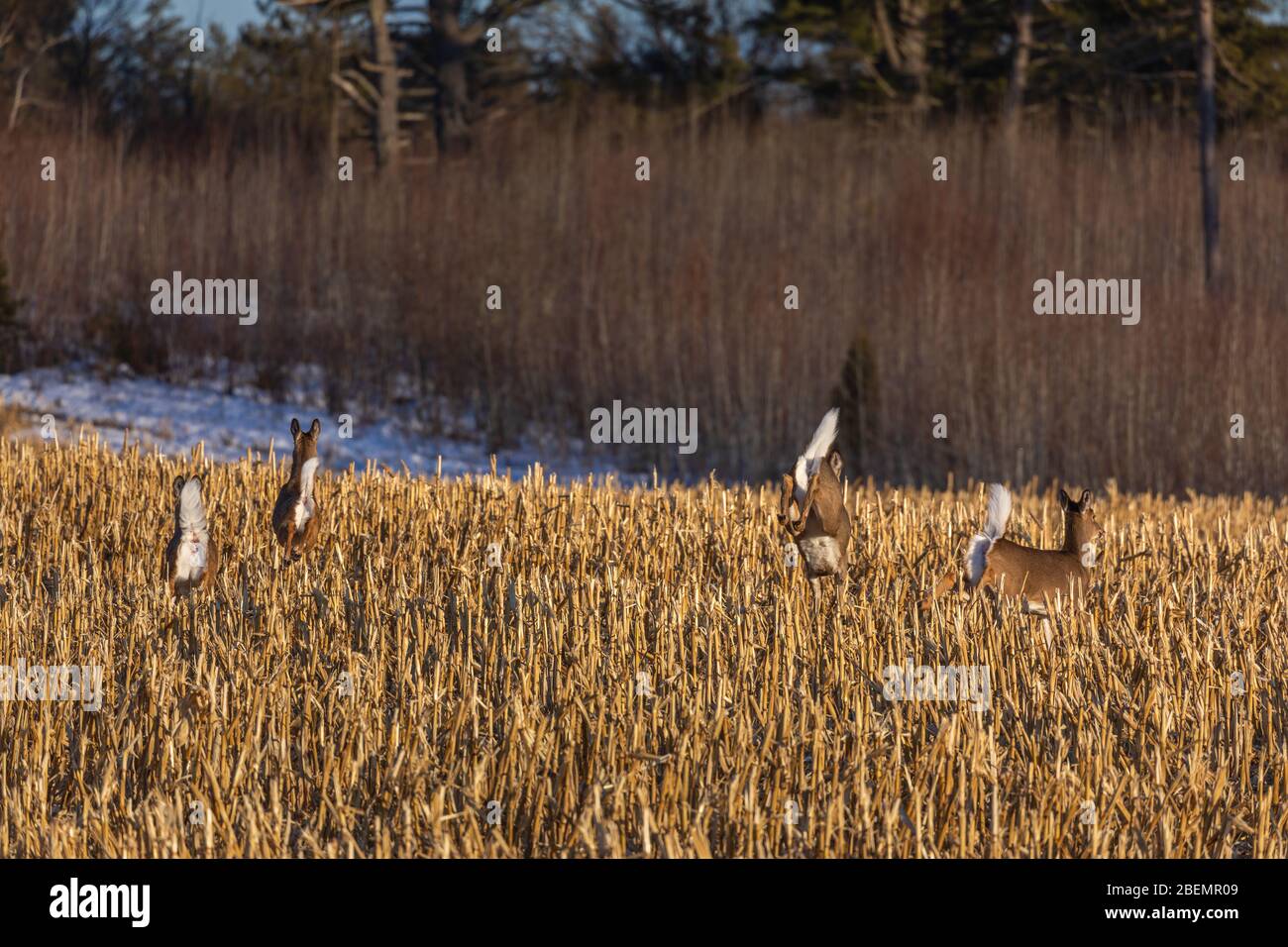 Alarmed whitetails in a cut cornfield in northern Wisconsin. Stock Photo
