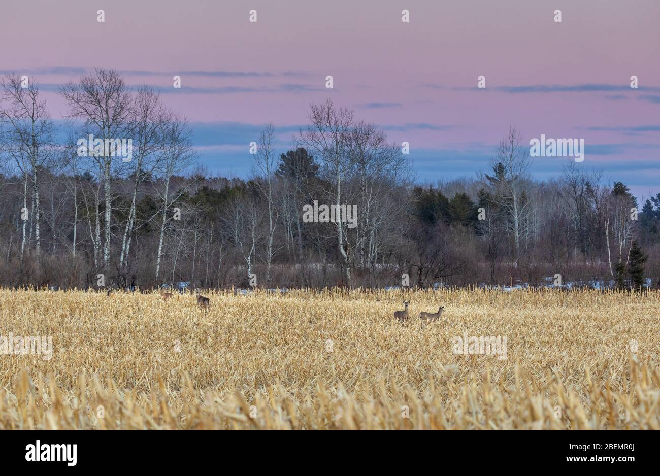 Whitetails in a cornfield in northern Wisconsin. Stock Photo