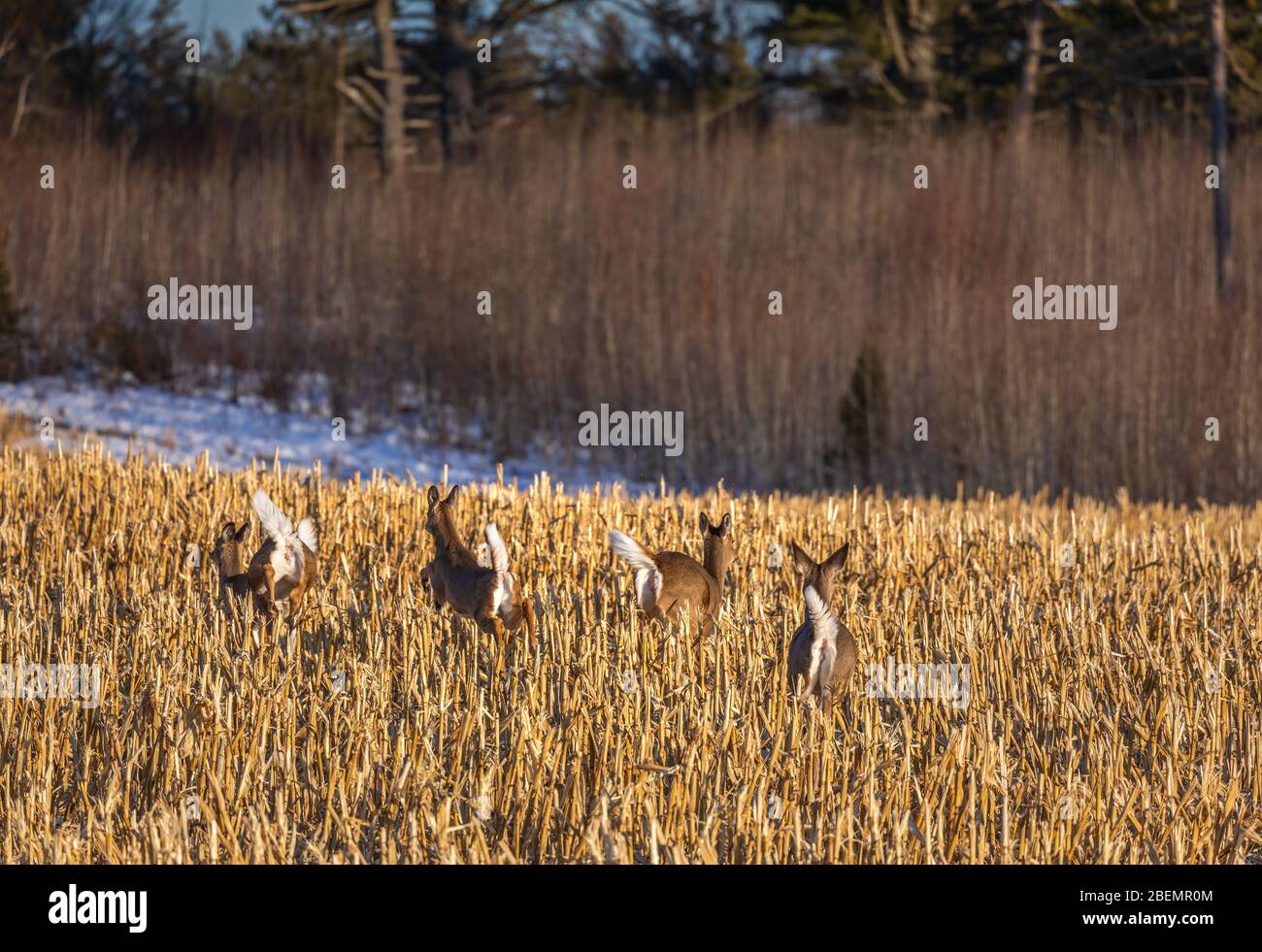 Alarmed whitetails in a cut cornfield in northern Wisconsin. Stock Photo