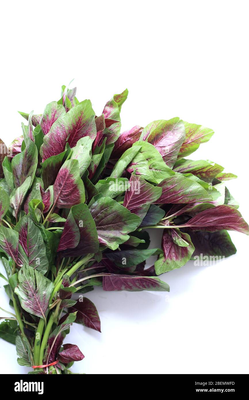 Close up of Amaranthus tricolor or known as Red Amaranth isolated against white background Stock Photo