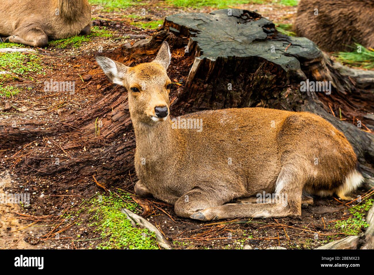 Nara, Kyoto, Japan: October 29, 2019: Nara deer (semi wild sika deer) roam freely in Nara Park, begging for deer crackers Stock Photo