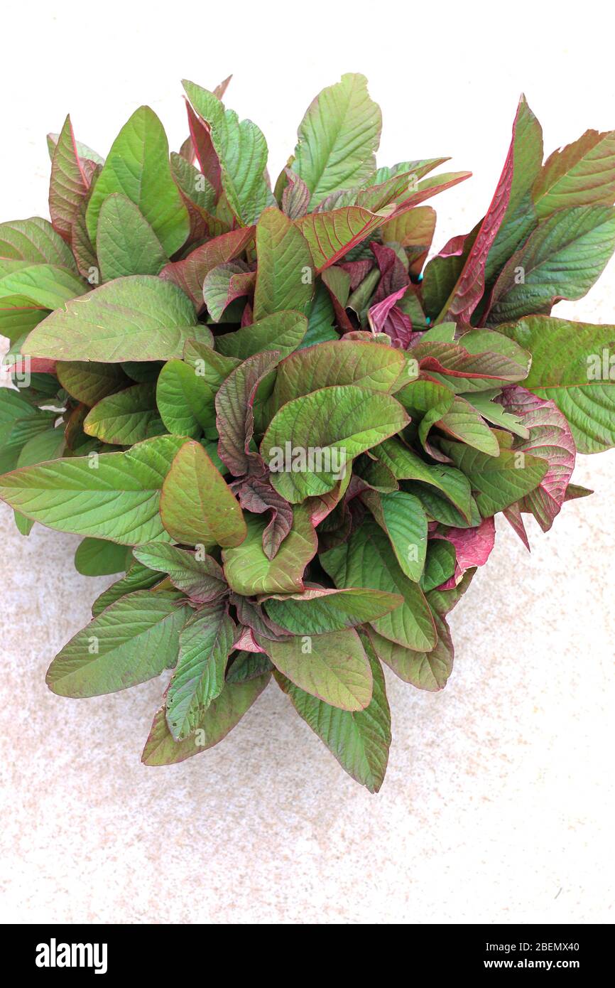 Close up of Amaranthus tricolor or known as Red Amaranth isolated Stock Photo