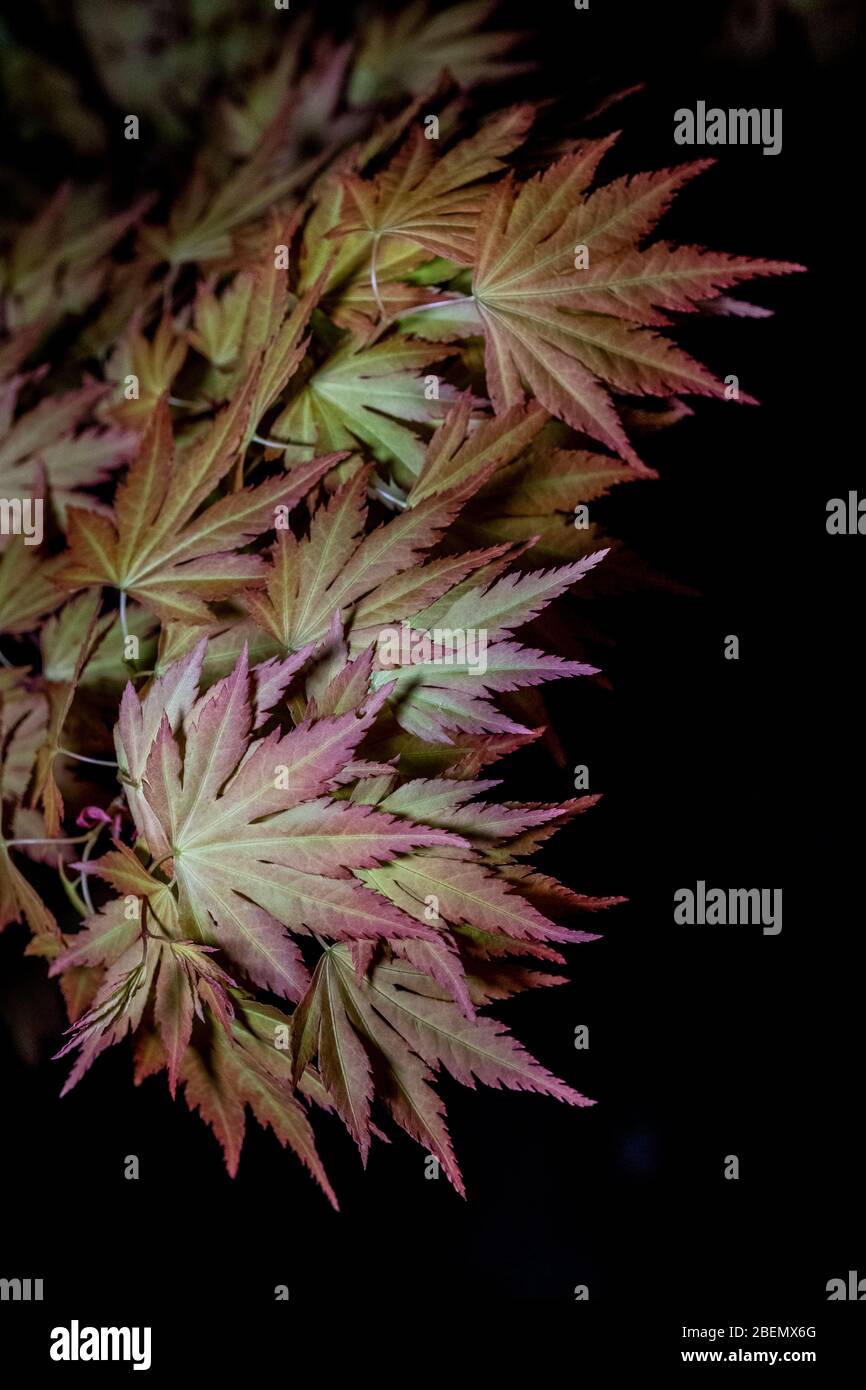 A colourful Acer pot shrub illuminated at night in an English garden Stock Photo