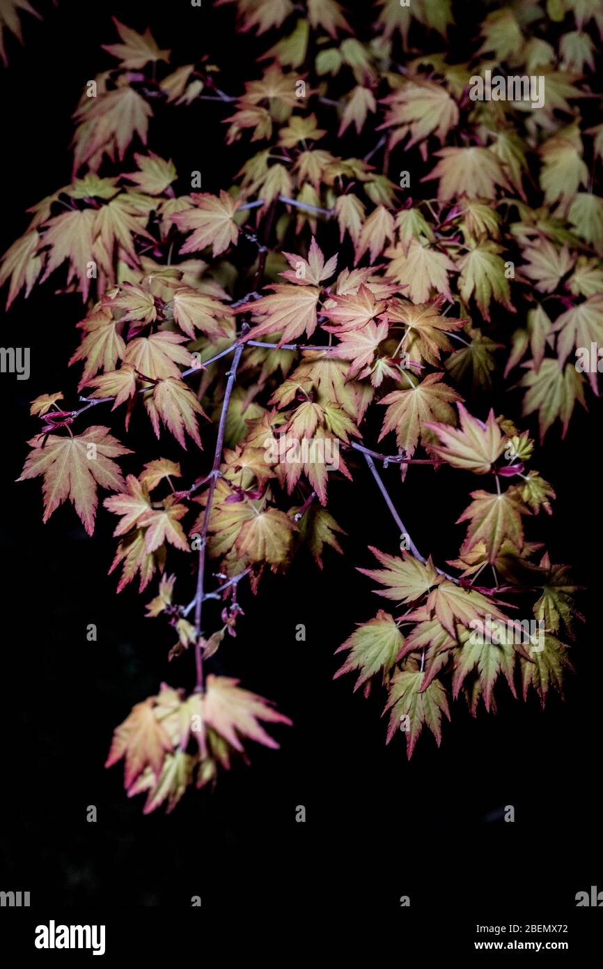 A colourful Acer pot shrub illuminated at night in an English garden Stock Photo