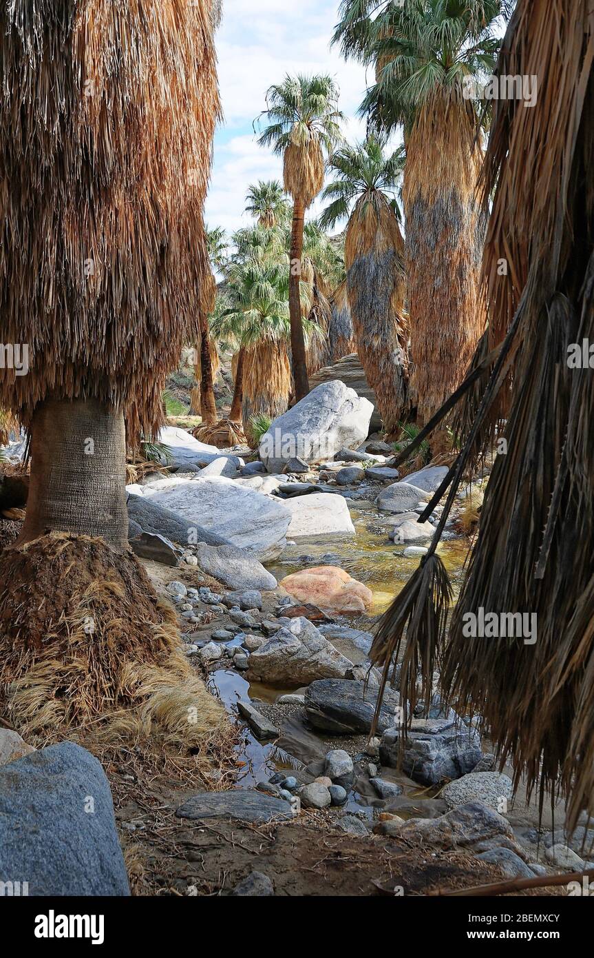 Andreas Canyon in Palm Springs, CA USA Stock Photo Alamy