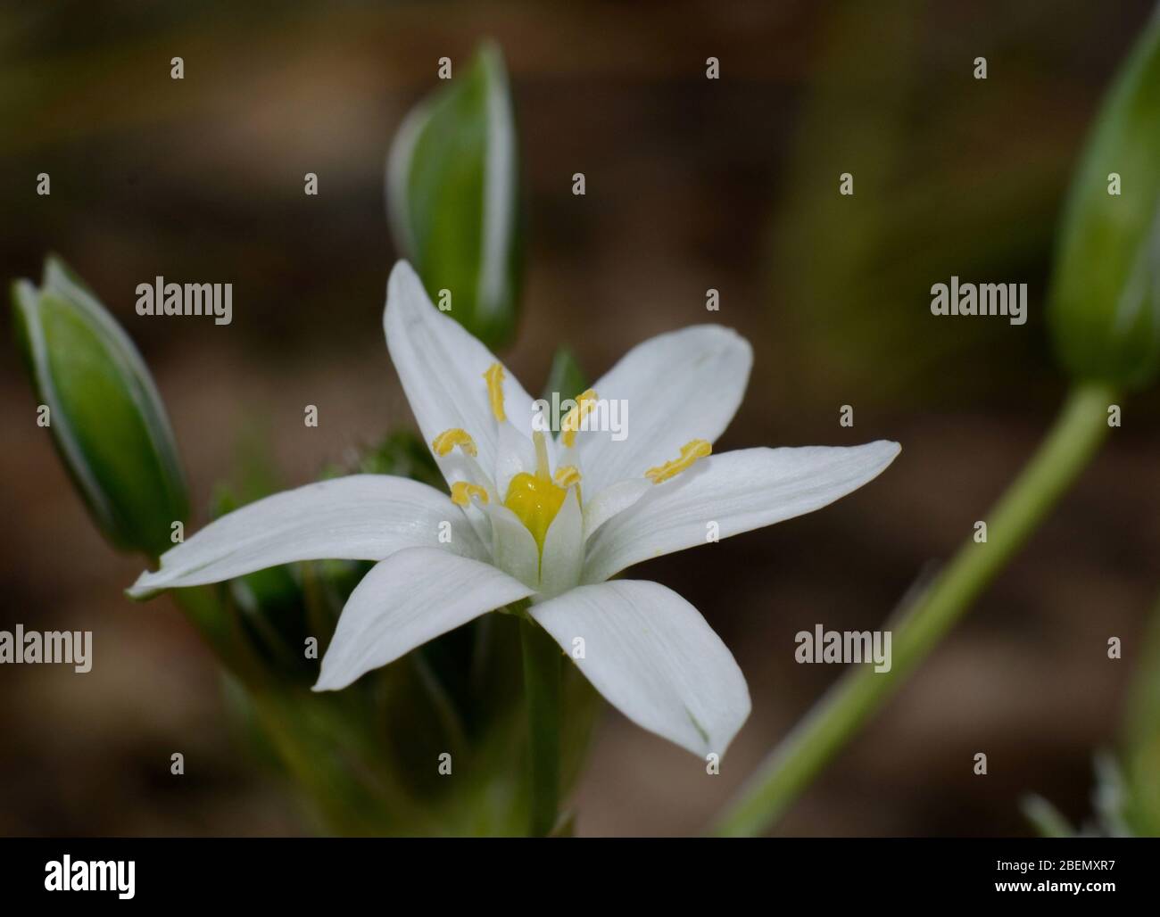 close-up of Star of Bethlehem white wildflower against a blurred background Stock Photo