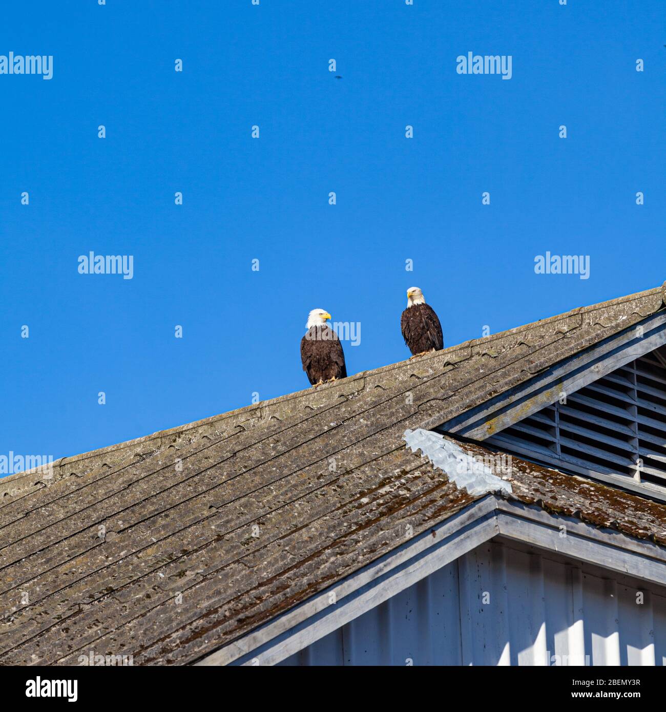 Pair of Bald Eagles on a shed roof in Steveston British Columbia Canada Stock Photo
