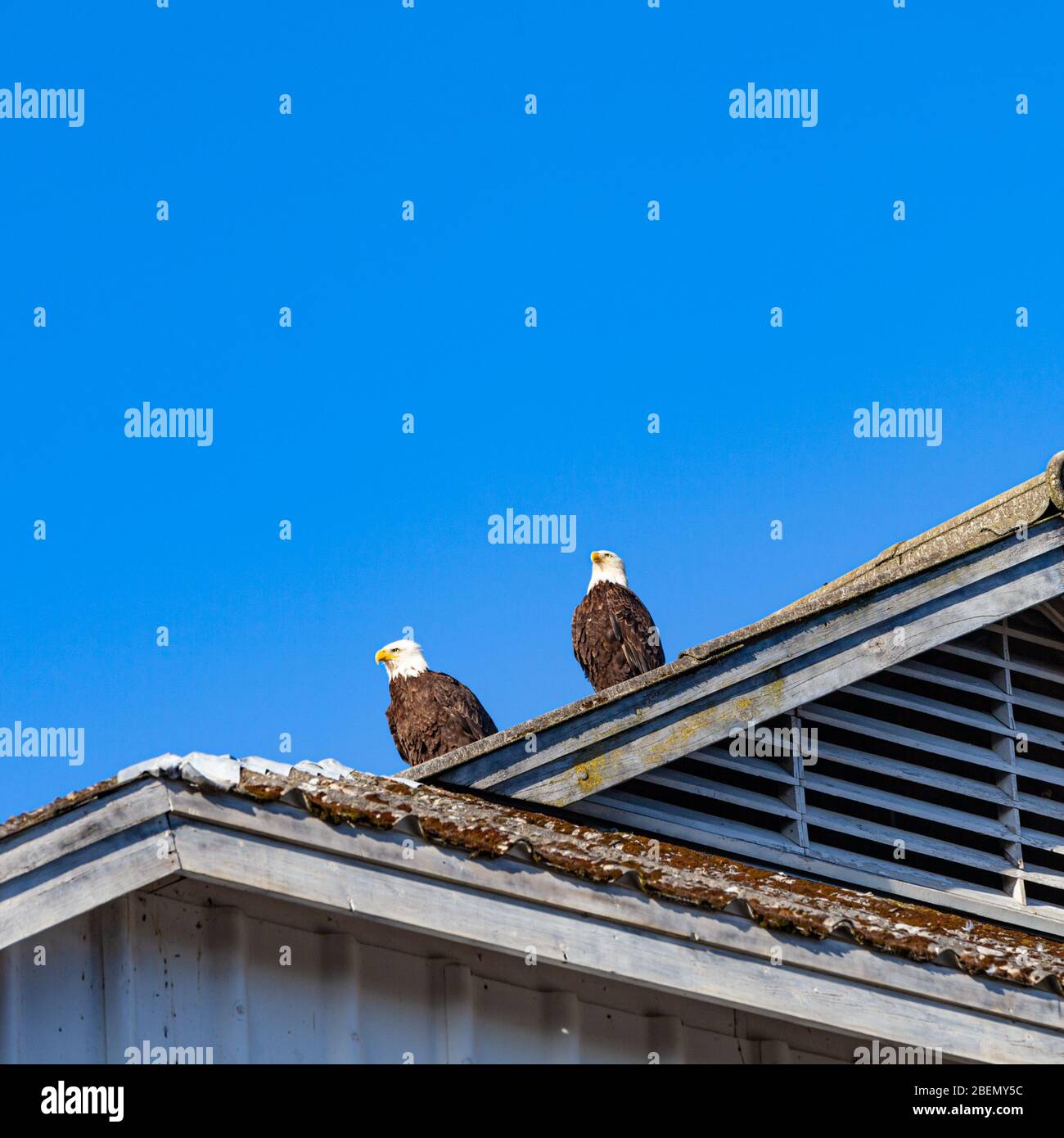 Pair of Bald Eagles on a shed roof in Steveston British Columbia Canada Stock Photo