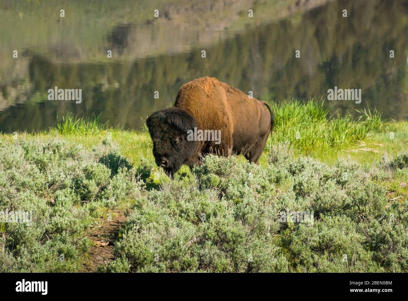 A single American Bison in the green scrub grasses of Yellowstone National Park Stock Photo