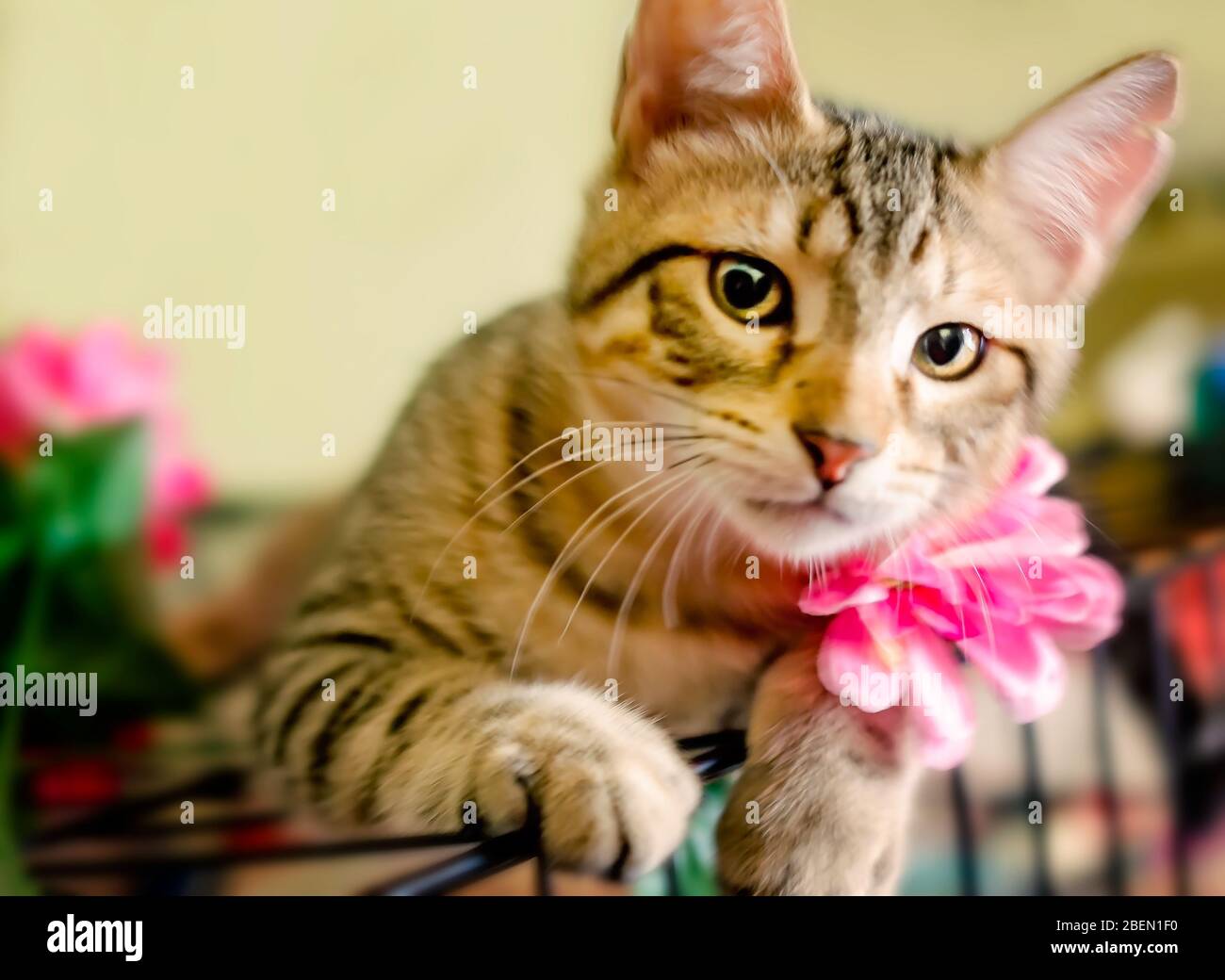 Braveheart, a four-month-old tabby kitten, plays with artificial flowers, April 13, 2020, in Coden, Alabama. Stock Photo