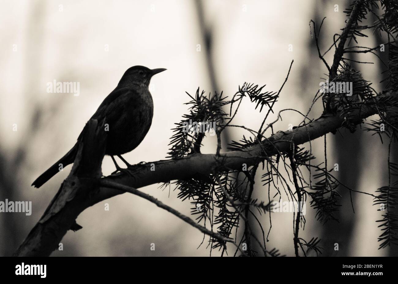 Blackbird on a branch in Bucharest Stock Photo