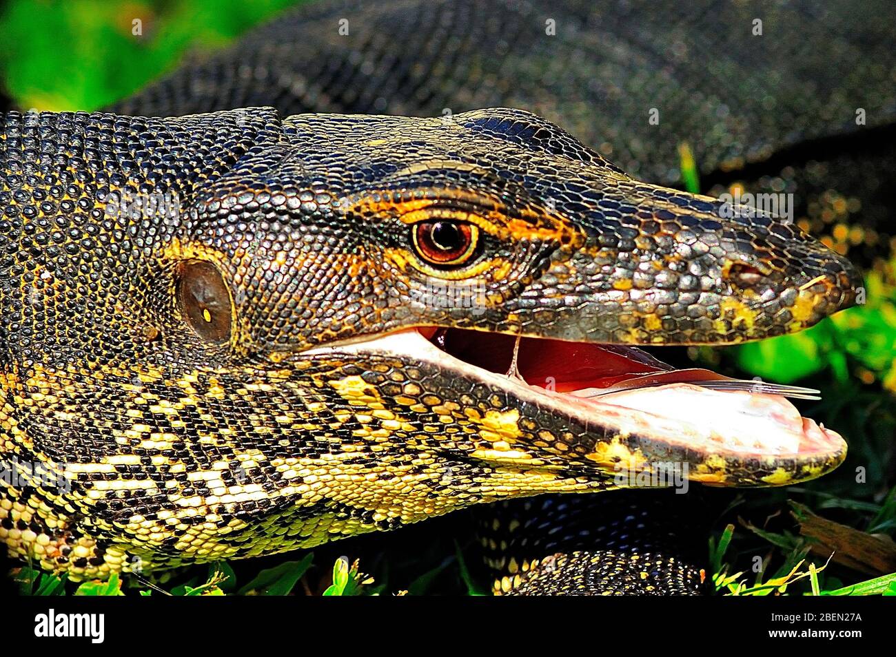 Ring Lizard High Resolution Stock Photography and Images Alamy
