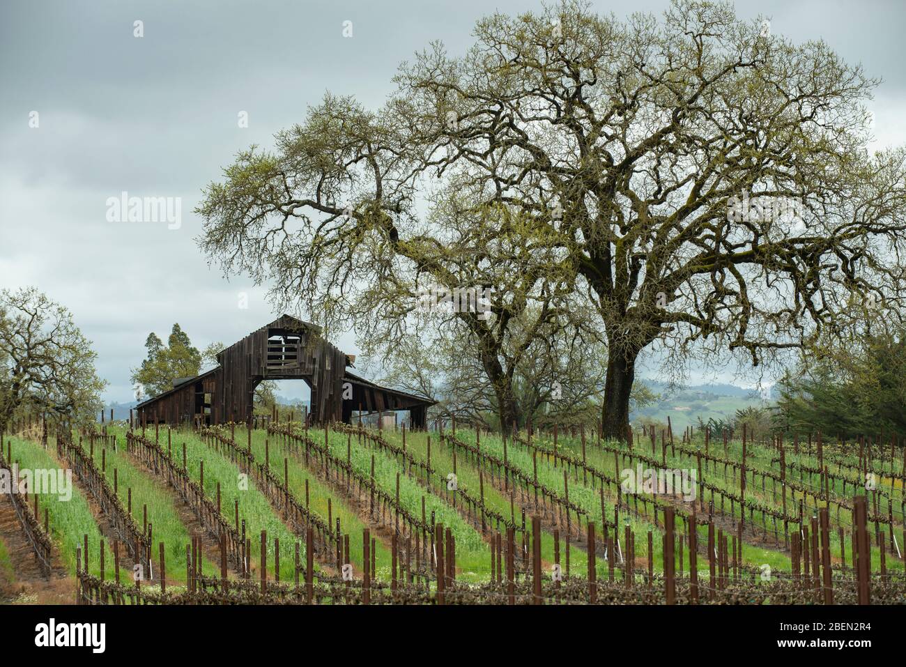A barn and vinyard in northern California Stock Photo